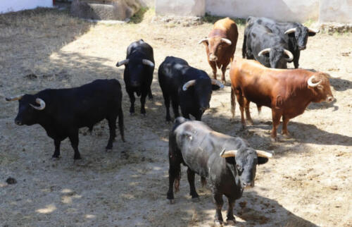 Sorteo de la corrida de El Freixo